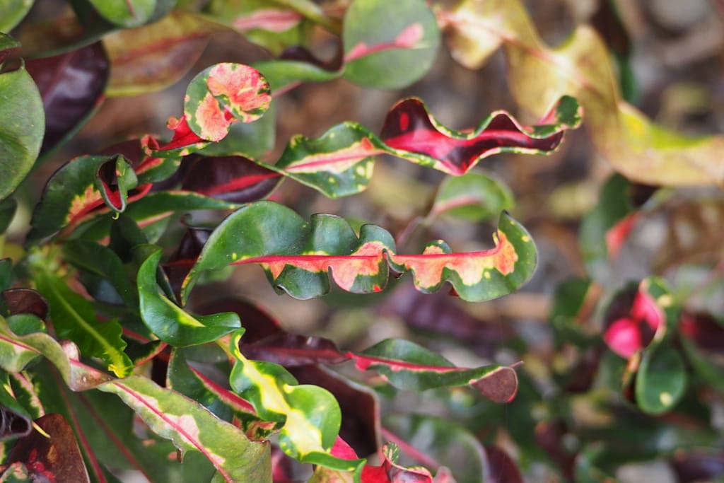 curly red/green leaves