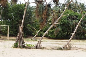 Leaning trees representing emotional suffering, resilience and growth.