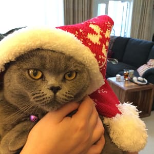 Cat wearing Santa hat, indoors.