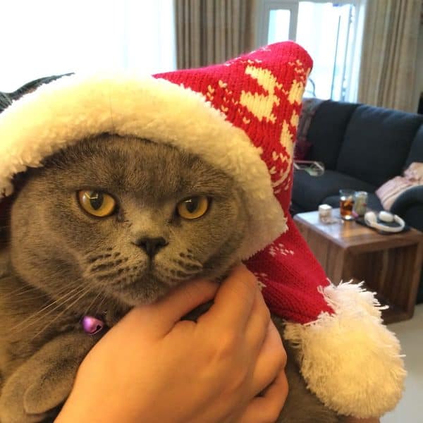 Cat wearing Santa hat, indoors.