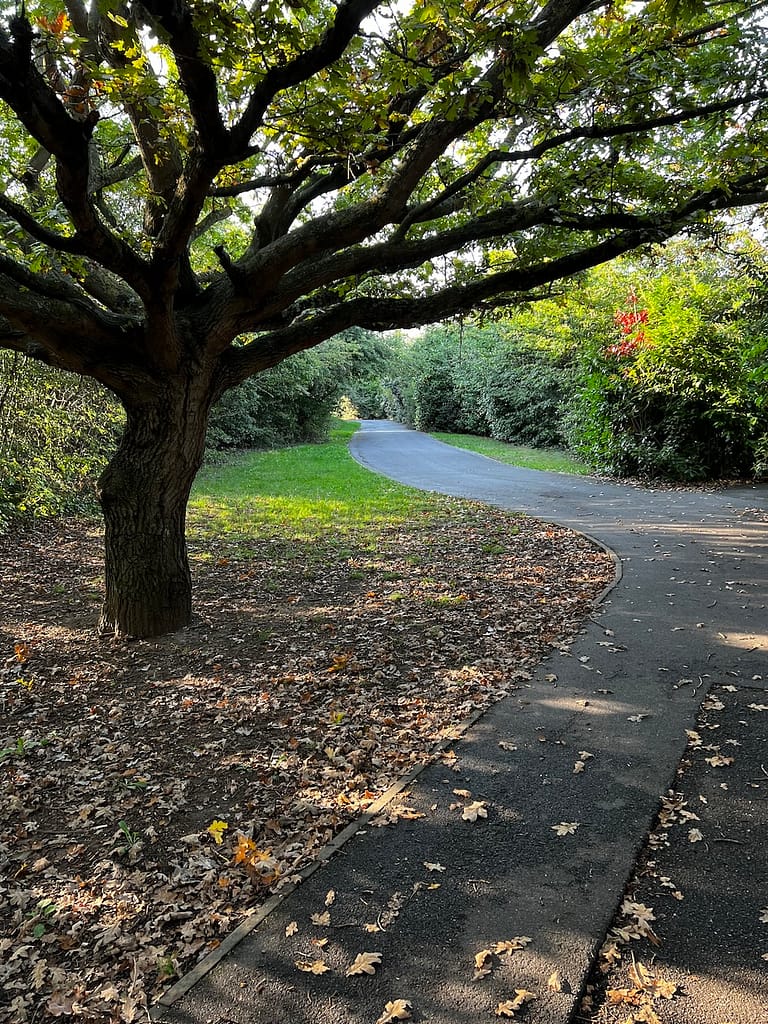 Winding path beneath a mature oak tree with sunlight and autumn leaves.