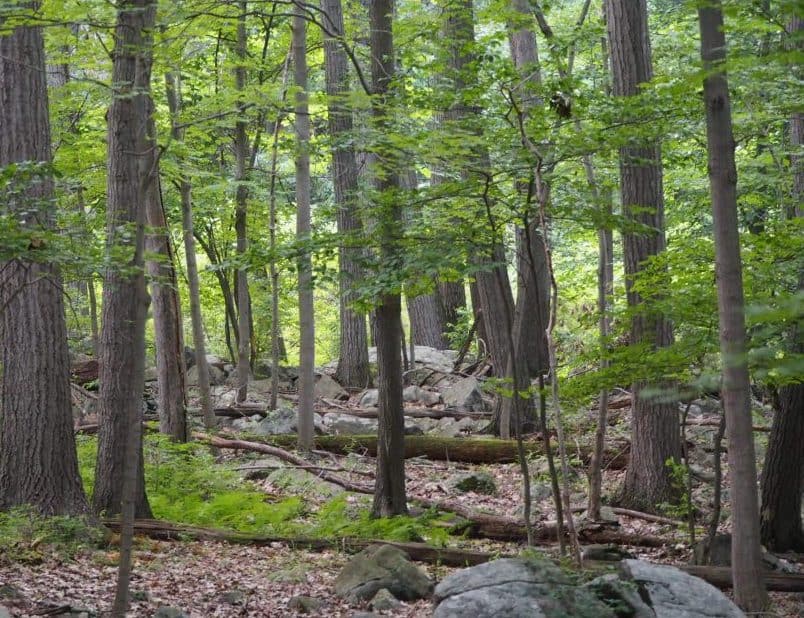 trees